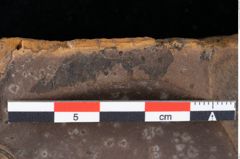 Foto (Detailansicht) von Sphaeria palaeosapindi Ettingshausen (NHMW-GEO-2024-0188-0042)